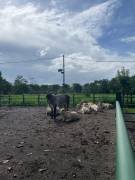 VENTA DE FINCA AGROGANADERA HORQUETAS SARAPIQUI, HEREDIA