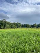 VENTA DE FINCA AGROGANADERA HORQUETAS SARAPIQUI, HEREDIA