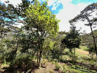 Finca en venta en Palmital Norte de El Guarco Cartago MLS 26-1829