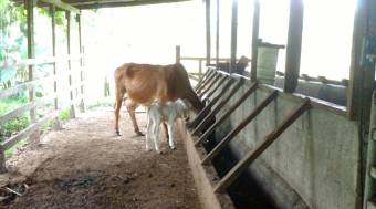 Se vende FINCA HORQUETAS