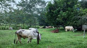 Se vende FINCA HORQUETAS