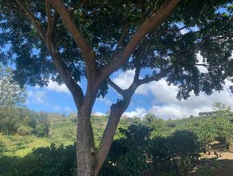 Hermosa Finca Cafetalera en Concepción de San Rafael