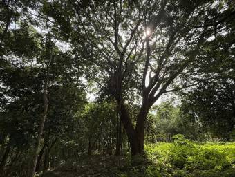 Se Vende Amplio Terreno en Curubandé