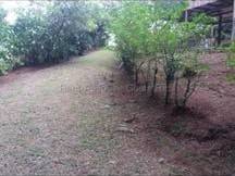 MLS-26-1955 LS VENTA FINCA GRECIA ALAJUELA CONTACTENOS AL # 86127562