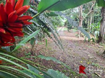 Viva la Naturaleza y Genere Ingresos en el Corazón de Sarapiquí Viva la Naturaleza y Genere Ingresos en el Corazón de Sarapiquí
