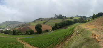 Finca en Venta en Zarcero Alajuela