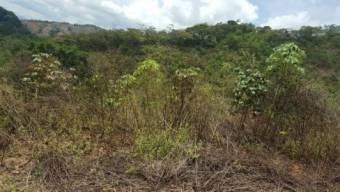 Farm for sale in Ciudad Cortés. Reduced price to $6,840,000. It can be sold per hectare. 