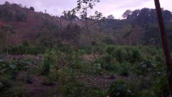 Farm for sale in Ciudad Cortés. Before $9,120.000. Reduced price to $8,740.000