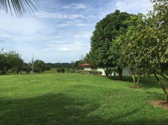 MLS-23-302 VENTA FINCA GUACIMO LIMON