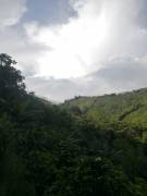 Cafetal en La Isla de Cirrí en Naranjo