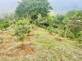 VENDO TERRENO CON CASA SABANILLAS DE ACOSTA 