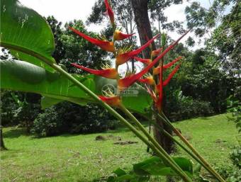 Land in Alajuela, San Ramon, Los Angeles, Valle Azul 