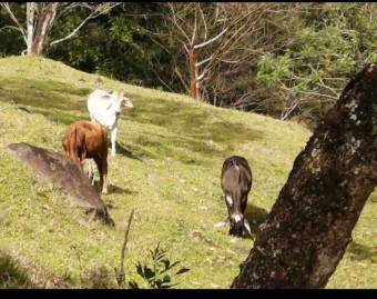 Venta de Finca en Puriscal, San José. RAH 24-1828