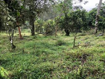 MLS-23-2560 VENTA LOTE LA ORTIGA TURRIALBA MLS-23-2560 VENTA LOTE LA ORTIGA TURRIALBA