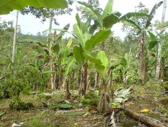 MLS-23-2560 VENTA LOTE LA ORTIGA TURRIALBA MLS-23-2560 VENTA LOTE LA ORTIGA TURRIALBA