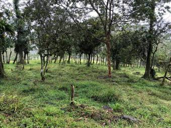 MLS-23-2560 VENTA LOTE LA ORTIGA TURRIALBA MLS-23-2560 VENTA LOTE LA ORTIGA TURRIALBA