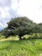 Property for Sale located in La Trinidad de Dota 