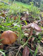 Property for Sale located in La Trinidad de Dota 