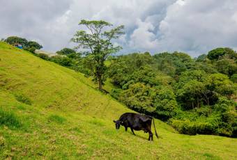 VENTA DE FINCA, CARTAGO, CARTAGO, LLANO GRANDE  