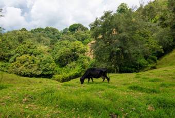 VENTA DE FINCA, CARTAGO, CARTAGO, LLANO GRANDE  