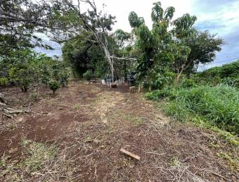 Venta   Lote para Quinta, Concepción, SAN RAFAEL 