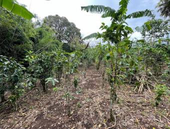 Venta   Lote para Quinta, Concepción, SAN RAFAEL 