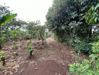 Venta   Lote para Quinta, Concepción, SAN RAFAEL 