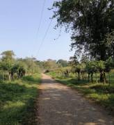 VENTA DE FINCA AGROGANADERA EN PUERTO VIEJO DE SARAPIQUI, HEREDIA