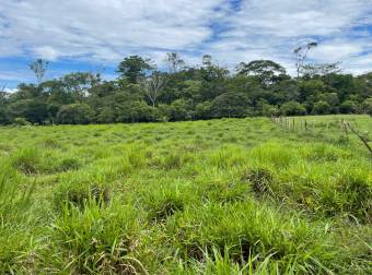Caddle farm for sale, 21,7 hectares of pasture
