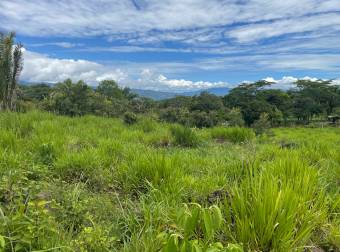 Caddle farm for sale, 21,7 hectares of pasture