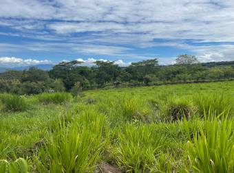 Caddle farm for sale, 21,7 hectares of pasture