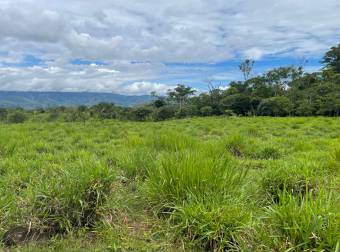 Caddle farm for sale, 21,7 hectares of pasture