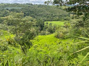 Caddle farm for sale, 21,7 hectares of pasture