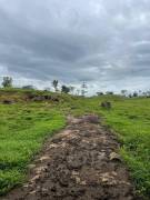 VENTA DE FINCA AGROGANADERA, HORQUETAS, SARAPIQUI