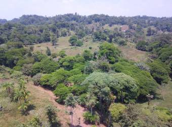 VENTA AMPLIA Y HERMOSA FINCA AGUAS MANZAS GUAPILES NEGOCIABLE VENTA AMPLIA Y HERMOSA FINCA AGUAS MANZAS GUAPILES NEGOCIABLE