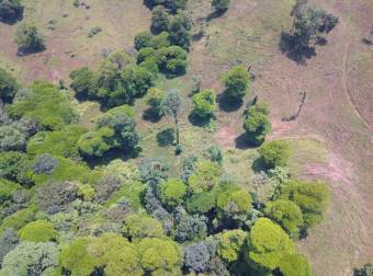 VENTA AMPLIA Y HERMOSA FINCA AGUAS MANZAS GUAPILES NEGOCIABLE VENTA AMPLIA Y HERMOSA FINCA AGUAS MANZAS GUAPILES NEGOCIABLE