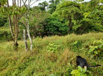 VENTA AMPLIA Y HERMOSA FINCA AGUAS MANZAS GUAPILES NEGOCIABLE VENTA AMPLIA Y HERMOSA FINCA AGUAS MANZAS GUAPILES NEGOCIABLE
