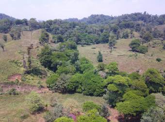 VENTA AMPLIA Y HERMOSA FINCA AGUAS MANZAS GUAPILES NEGOCIABLE VENTA AMPLIA Y HERMOSA FINCA AGUAS MANZAS GUAPILES NEGOCIABLE