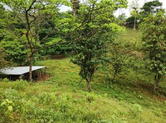 VENTA AMPLIA Y HERMOSA FINCA AGUAS MANZAS GUAPILES NEGOCIABLE VENTA AMPLIA Y HERMOSA FINCA AGUAS MANZAS GUAPILES NEGOCIABLE