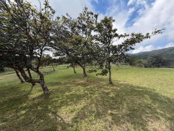 Venta de Lote en San Ramón-Zapotal, Alajuela. RAH 26-2180 Venta de Lote en San Ramón-Zapotal, Alajuela. RAH 26-2180