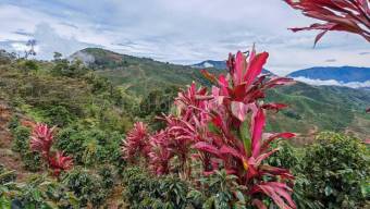 MLS-26-2254 LS VENTA FINCA SAN CARLOS TARRAZU SAN JOSE CONTACTENOS AL # 88987222