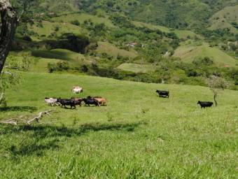 Venta de Finca en Ciudad Colón. RAH 23-3180