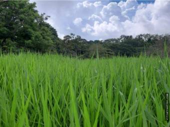 V#449 Espectacular Terreno en Venta en Nandayure/Guanacaste.