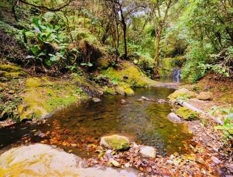 300ha farm for sale, has a spectacular primary forest