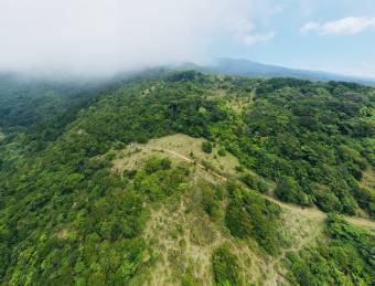 300ha farm for sale, has a spectacular primary forest