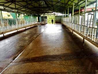 34ha dairy farm for sale, with 2,065 shares of 2 Pinos