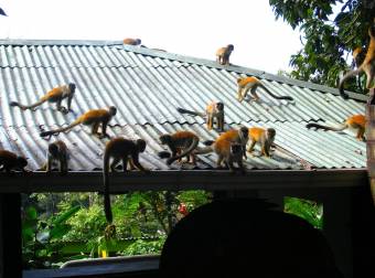 Residencial de quintas (lote 5524 m2)