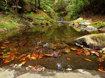 VENDO bella finca 300 hectáreas ( abundante agua ) en GRECIA ALAJUELA