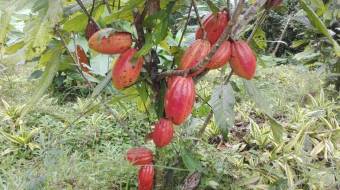 Venta de Finca en Peralta, Cartago. RAH 24-1857