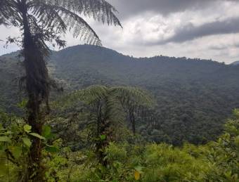 FINCA PARA COMPENSACIÓN DE OXÍGENO, SAN RAMÓN, ALAJUELA